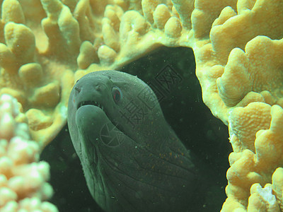 藏在巴厘岛洋底珊瑚礁之间的巨型莫雷海洋海洋生物热带野生动物栖息地潜水动物生物鳗鱼水下世界图片