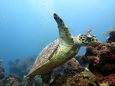 Hawksbill海龟洋流 在巴厘珊瑚礁岛上动物两栖野生动物尾巴蓝色游泳绿色玳瑁漂移潜水图片