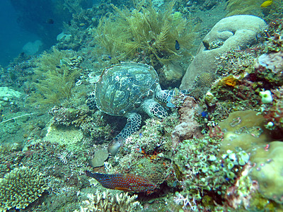 Hawksbill海龟洋流 在巴厘珊瑚礁岛上绿色野生动物玳瑁蓝色游泳尾巴潜水两栖珊瑚海洋图片