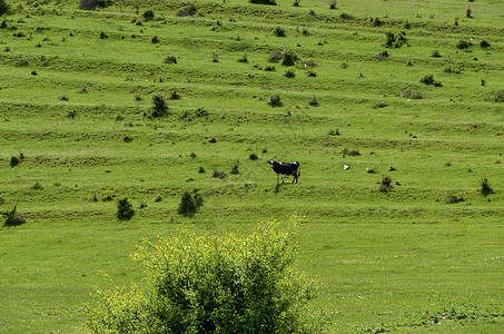 草和树的田地背景植物群牛人小牛地平线绿色阳台草地奶牛小路地面背景图片