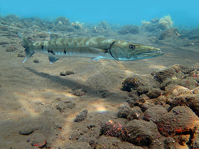 在巴厘岛的海洋中捕到大 Barracuda鱼浅滩动物海豹冒险蓝色热带怪物生活珊瑚礁多样性图片