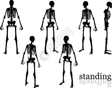 立着姿势的脚影草图冒充白色插图框架阴影骨头黑色图片