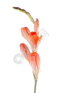 橙丽花花束橙子柔软度投标树叶植物庆典作品压痛花店图片