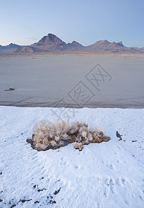 垂直粉笔刷冻土盐平板 Utah沙漠图片