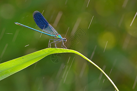森林中的翅膀追逐者生物鞘翅目休息蜻蜓昆虫森林动物蓝色图片