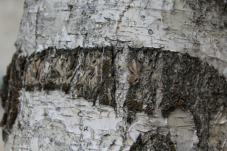 Birch 树皮背景森林树干植物白色墙纸条纹宏观木头图片