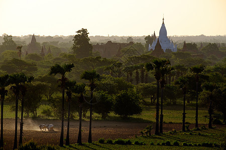 Bagan 寺庙的地貌和农业田野日出景色图片