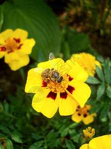 黄花上的蜜蜂昆虫花粉花蜜蜂蜜黄色翅膀公园植物群花园食物图片