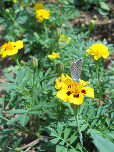 花园中的蓝蝴蝶图片