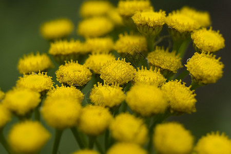 黄黄野生鲜花昆虫野花植物群黄色花园花粉花瓣植物生物白色图片