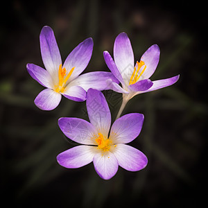春春时的紫花Crocus图片