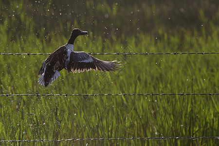 躲鸭飞行鸭子动物羽毛鸟类湿地荒野野生动物水禽图片