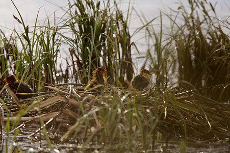 美式小狗和婴儿在巢中小鸡羽毛小鸭子笨人水禽鸭子湿地鸟类学野生动物栖息地图片