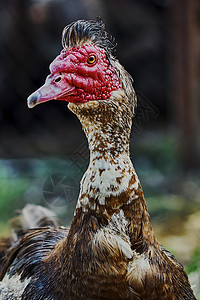 山羊鸭的肖像红色家禽头发羽毛鸟类图片