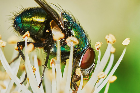绿苍蝇昆虫双翅目飞行绿色宏观害虫翅膀脊椎动物图片