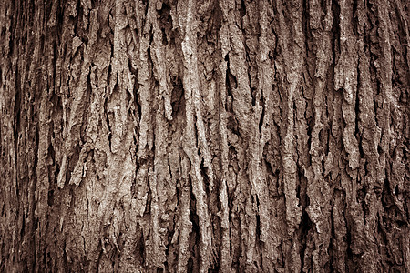 树皮纹理棕色木头植物裂缝木材材料背景图片