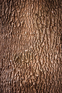 树皮纹理棕色木头木材材料裂缝植物背景图片