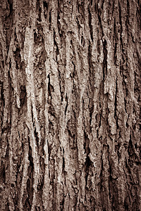 树皮纹理裂缝木头棕色植物木材材料背景图片