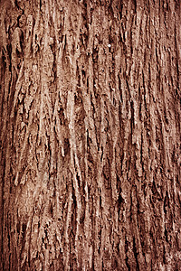 树皮纹理材料植物木材棕色木头裂缝背景图片