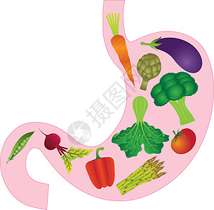 含有蔬菜的人类胃口解剖学图片