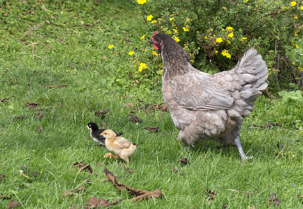 鸡和母鸡父母女性家禽生长后代守护团体草地婴儿安全图片