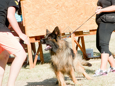 狗狗训练团体宠物杂交种小狗哺乳动物培训师动物公园毛皮乐趣图片
