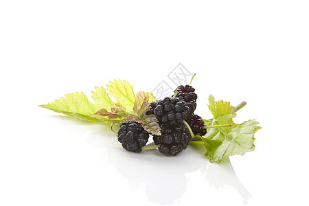 Mulberry果实团体紫色桑果美食工作室食物叶子药物水果浆果图片