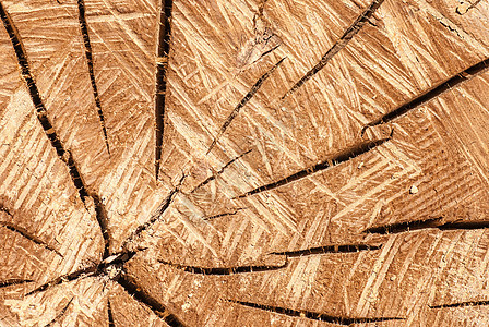 树纹理背景木材圆圈树桩木头条纹戒指棕色风化日志松树图片