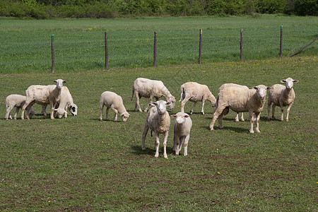 牧羊群脊椎动物家畜荒野农业母羊场地生活农场绿色水平图片
