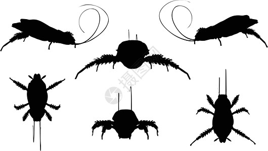 蟑螂月光长腿插图阴影昆虫冒充甲虫白色触角草图姿势图片