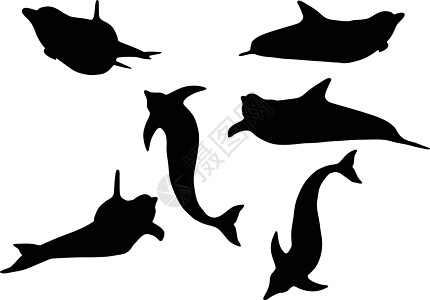 孤立的海豚光影草图海洋生物交际冒充高智商白色天性姿势鲸鱼插图图片