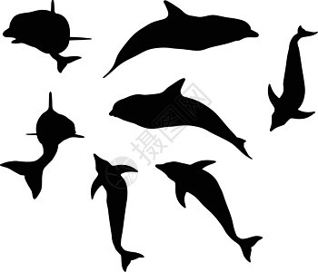孤立的海豚光影鲸鱼白色海洋生物插图冒充交际阴影草图天性姿势图片