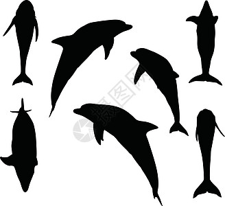 海豚光影鲸鱼交际天性冒充高智商海洋生物插图草图姿势白色图片