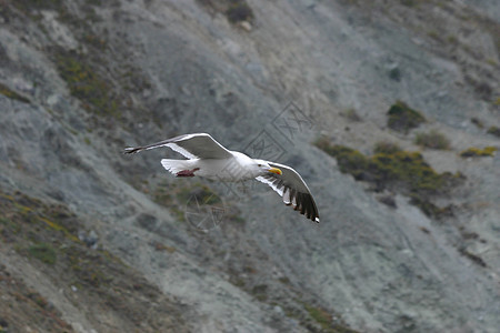 正在飞行的海鸥大道航班动物翅膀羽毛海岸荒野海鸟天空生态图片