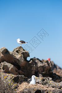 南南黑背海鸥天空海滩照顾背鸥海鸟动物鸟类关爱野生动物饲养图片