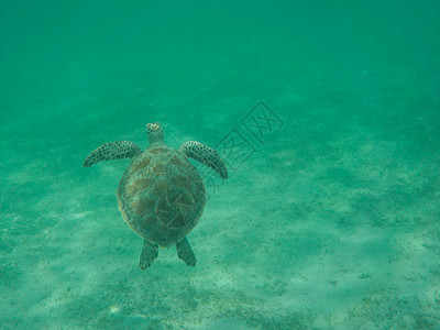 绿海龟飞上空中图片