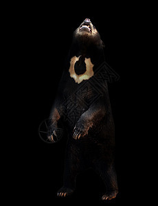 黑暗背景中的麦地安太阳胡子动物园鼻子热带杂食性野生动物黑色马来人连体捕食者太阳熊图片