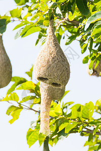 Baya 编织鸟巢森林鸟类房子绿色动物野生动物翅膀织布工稻草丛林图片
