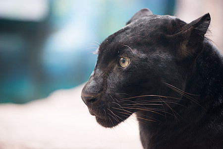 黑豹生物豹属猫科动物野生动物动物荒野动物园老虎食肉捕食者图片
