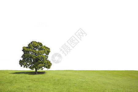 一片草地和白色背景中带影子的孤单树乡村水平场景寂寞绿色场地孤独图片
