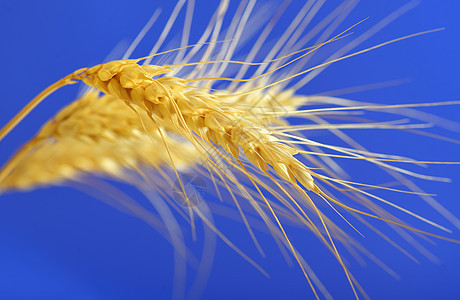 小麦粉和小麦颗粒燕麦大麦稻草种子谷物耳朵玉米金子农业蓝色图片