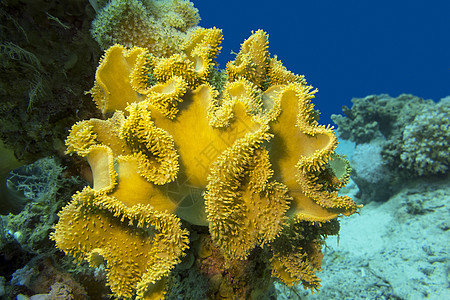 热带海 水下热带海的蘑菇皮皮珊瑚荒野浮潜海景动物水族馆气泡盐水珊瑚蓝色海洋生物图片