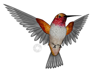 蜂鸟  3D蓝色动物飞行翅膀花园绿色白色航班红褐色野生动物图片
