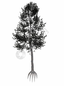 奥地利人或黑色松树 黑松木 比努斯尼格拉树 - 3D make图片