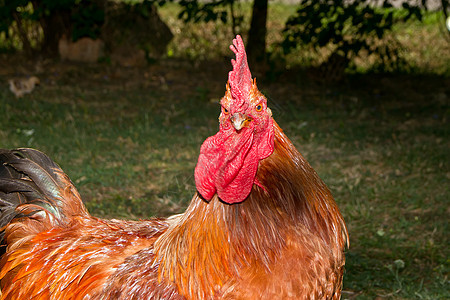 红公鸡动物农场家畜警报红色白色账单梳子乡村鸟类图片