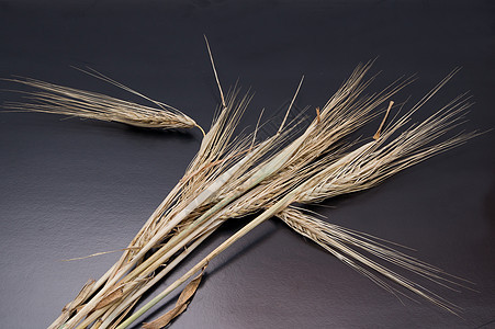 冬季大麦耳朵经济植物群小麦收成场地粮食畜牧业燕麦耕地谷物图片
