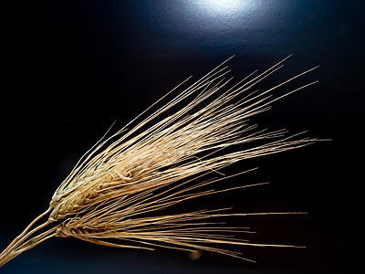 冬季大麦耳朵植物耕地粮食农作物收成场地蔬菜经济燕麦植物群图片