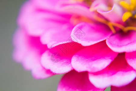 红花花瓣宏观背景图片