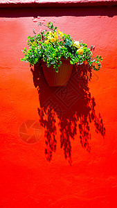 红色墙和植物花图片