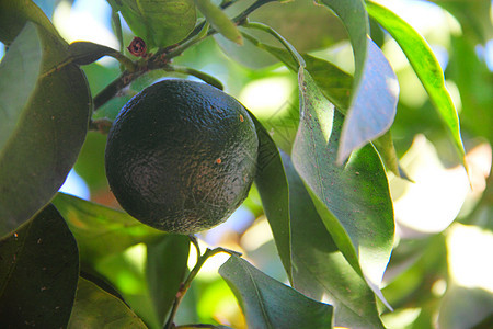 树上新鲜绿橙子收成热带蓝色植物食物水果气候果汁树林异国图片